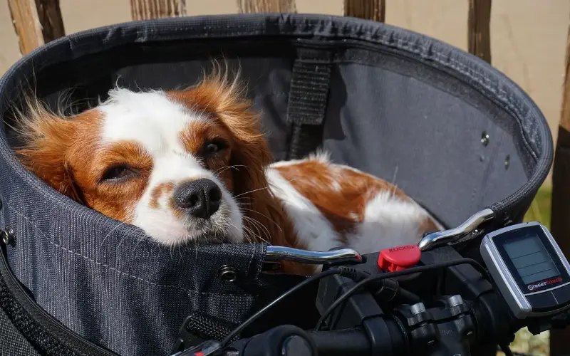 un chien dans un panier de velo adapte au transport de canide