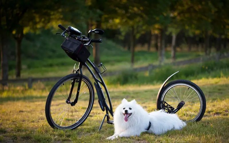 un petit chien blanc a cote dun velo