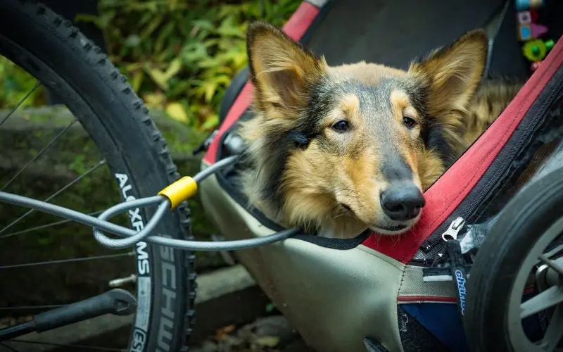 une remorque specialement concue pour transporter un chien derriere un velo