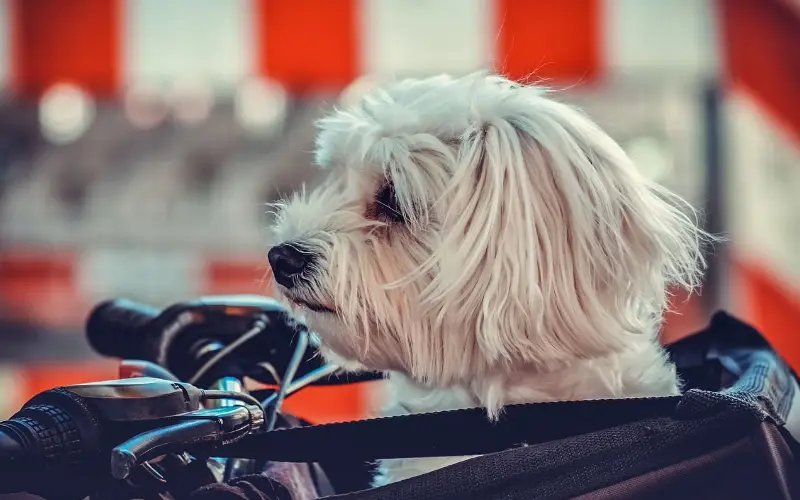 Transporter son chien en vélo astuces et conseils pour une expérience agréable